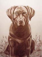 portrét zvířete - pes (rudka)
